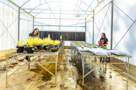 Engenharia Agronomica da Facens é nota máxima (5) no MEC!