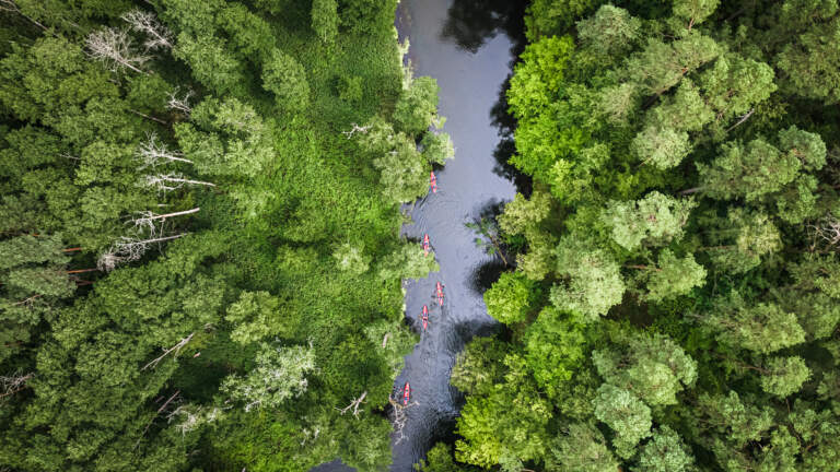Florestas Inteligentes 2025: conheça as soluções sustentáveis para a Amazônia e a Mata Atlântica