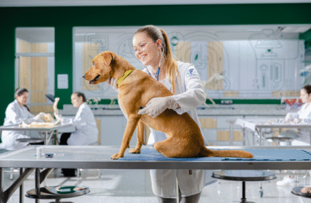 Medicina Veterinária na Facens: inovação e tecnologia a serviço da saúde animal