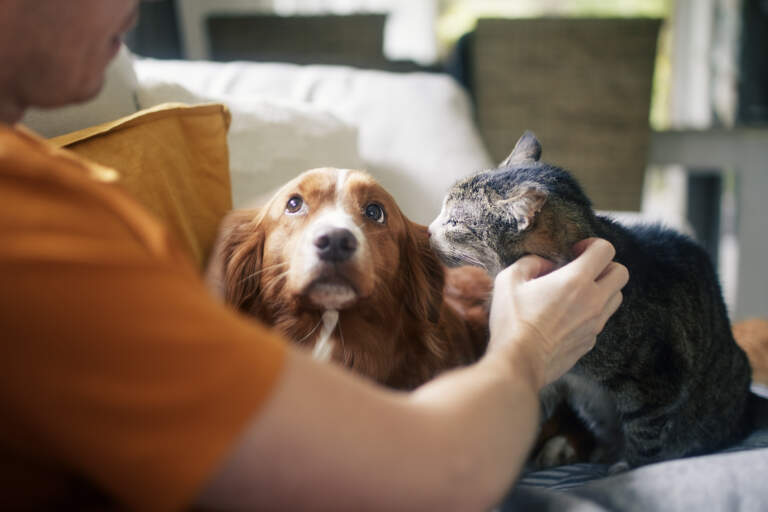 Perigo em casa: médica veterinária aponta plantas mais tóxicas para os pets e o que fazer em caso de envenenamento