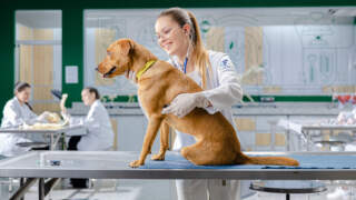 Dia do Médico Veterinário: descubra as possibilidades da profissão